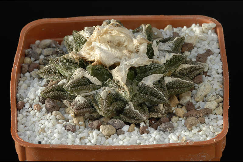 Ariocarpus fissuratus v. Hintonii Cm. 9€ 90,00.jpg